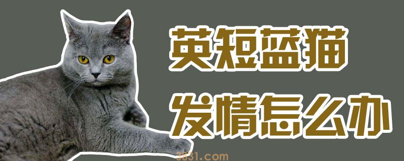 英短蓝猫发情怎么办(图1)