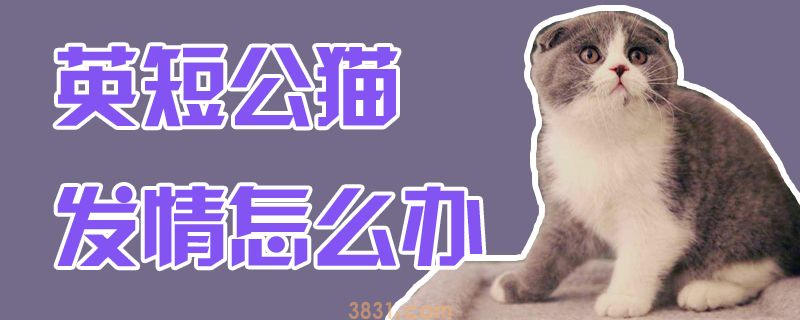 英短公猫发情怎么办(图1)