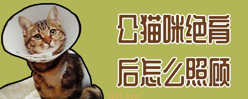 公猫咪绝育后怎么照顾(图1)
