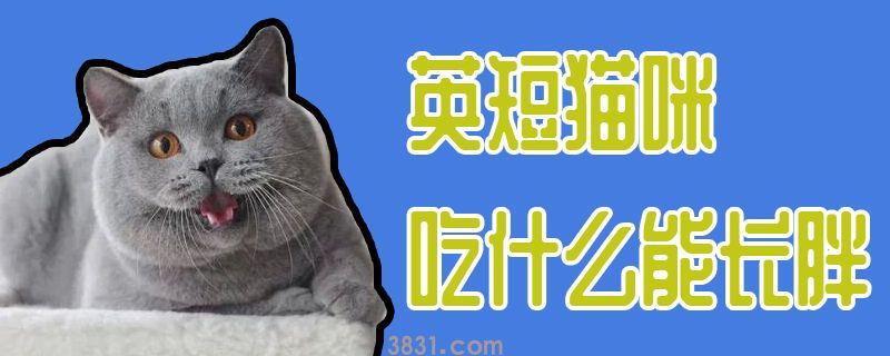 英短猫咪吃什么能长胖(图1)