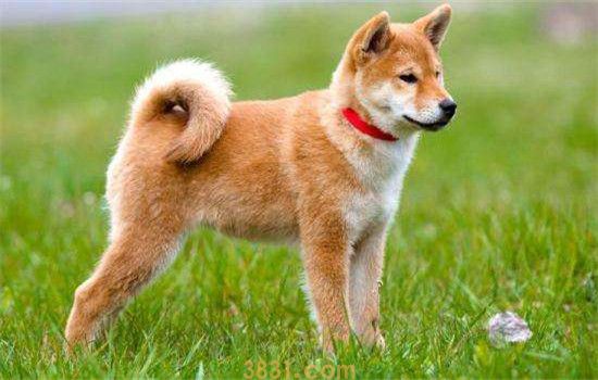 什么狗的忠诚度高 中华田园犬必须拥有姓名(图2)