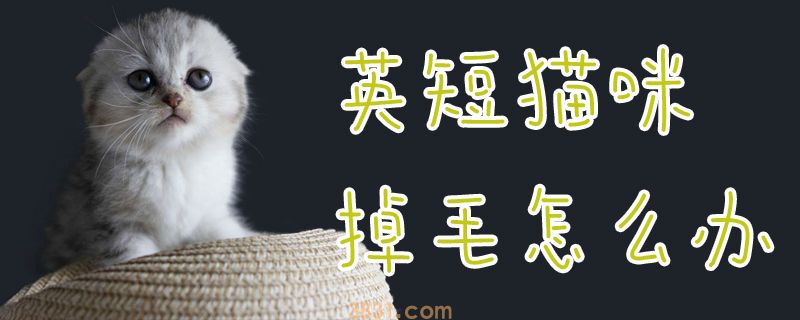 英短猫咪掉毛怎么办(图1)