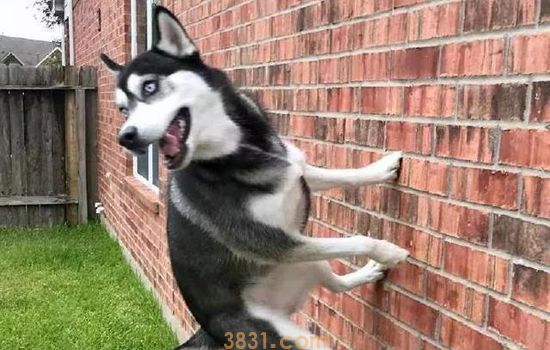 二哈为什么那么二 揭秘哈士奇的智商堕落史(图2)