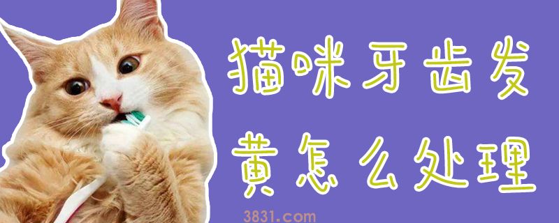 猫咪牙齿发黄怎么处理(图1)