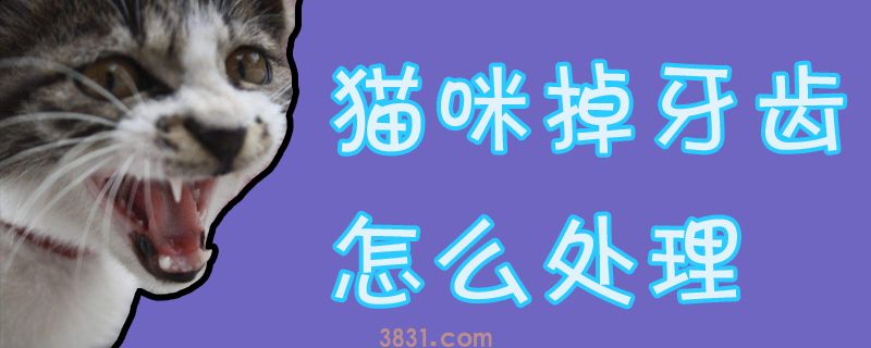 猫咪掉牙齿怎么处理(图1)