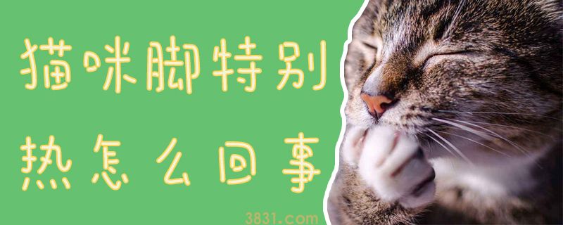 猫咪脚特别热怎么回事(图1)