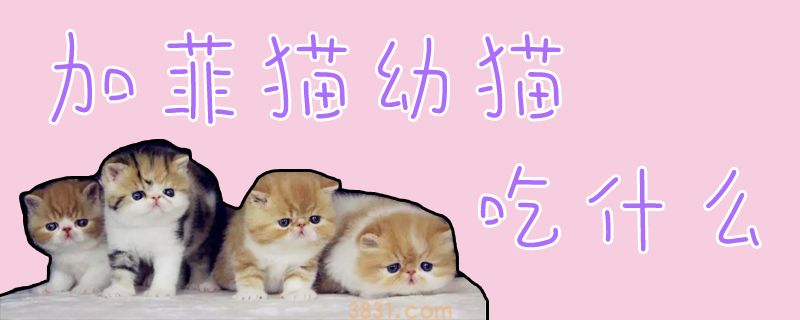 加菲猫幼猫吃什么(图1)