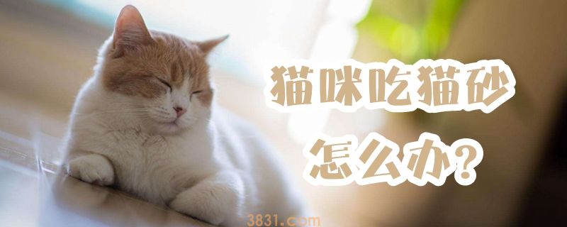 猫咪吃猫砂怎么办(图1)
