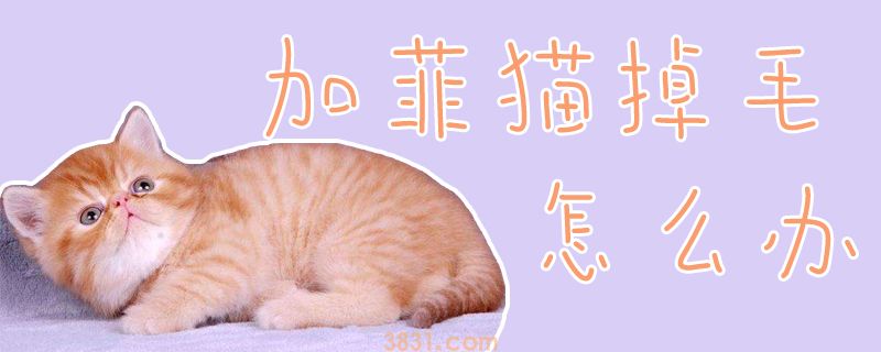 加菲猫掉毛怎么办(图1)