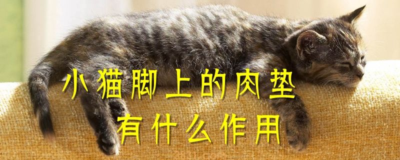 小猫脚上的肉垫有什么作用(图1)