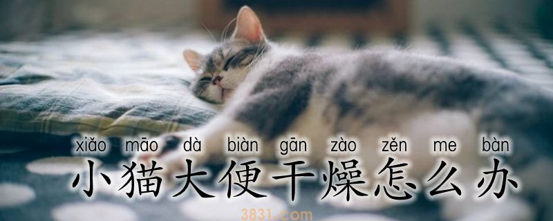 小猫大便干燥怎么办(图1)