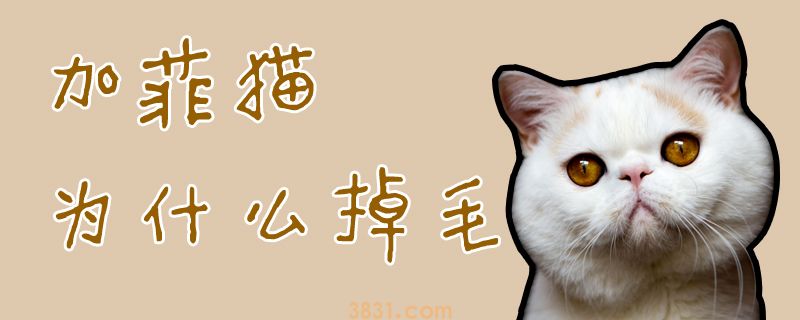 加菲猫为什么掉毛(图1)