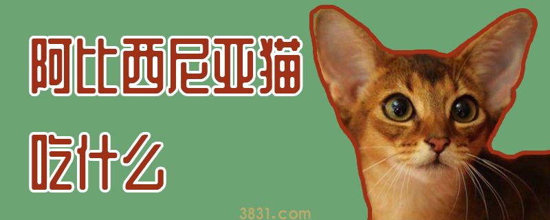 阿比西尼亚猫吃什么(图1)