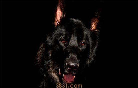 狗狗狂犬病的表现 教你判断狗狗有没有狂犬病(图1)