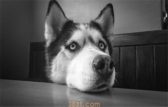 狗狗狂犬病的表现 教你判断狗狗有没有狂犬病(图2)