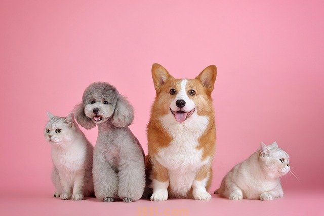 猫狗一起养要注意什么(图2)