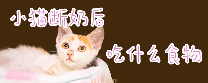 小猫断奶后吃什么食物(图1)