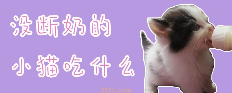 没断奶的小猫吃什么(图1)