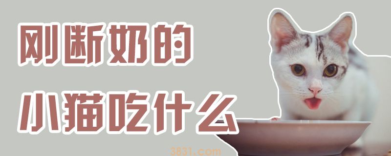 刚断奶的小猫吃什么(图1)