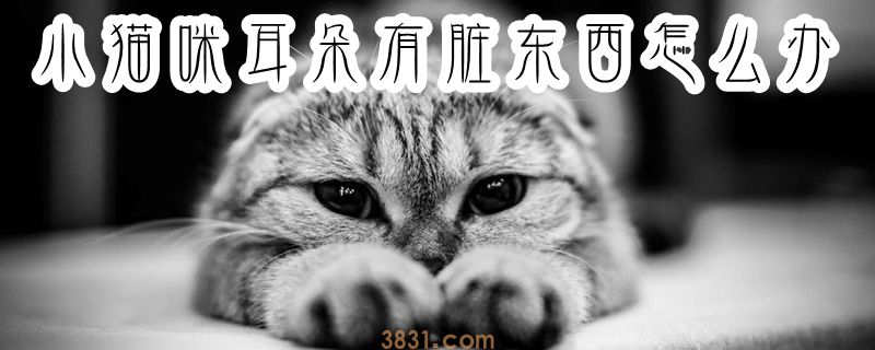 小猫咪耳朵有脏东西怎么办(图1)