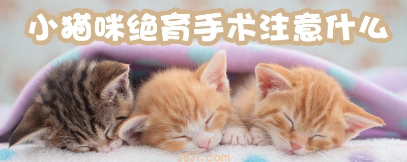 小猫咪绝育手术注意什么(图1)