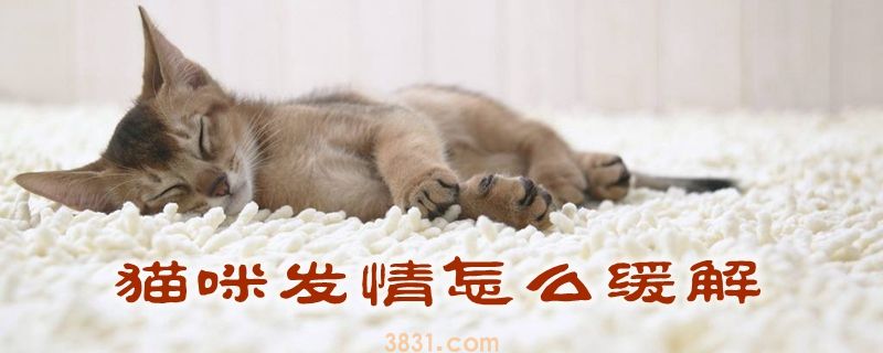 猫咪发情怎么缓解(图1)