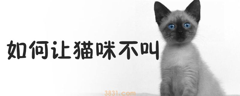 如何让猫咪不叫(图1)