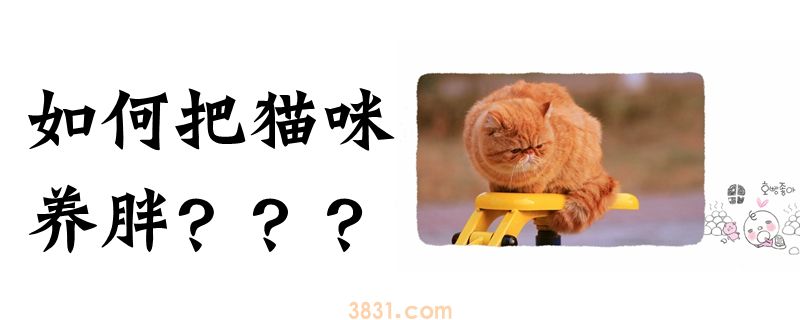 如何把猫咪养胖(图1)