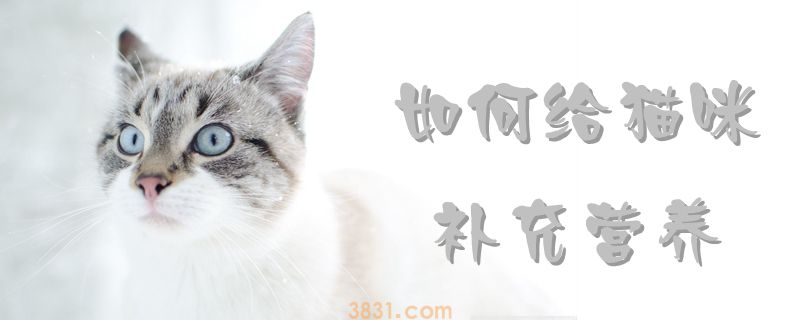 如何给猫咪补充营养(图1)
