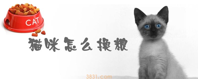 猫咪怎么换粮(图1)
