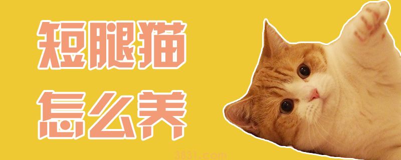 短腿猫怎么养(图1)