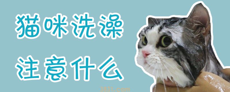猫咪洗澡注意什么(图1)