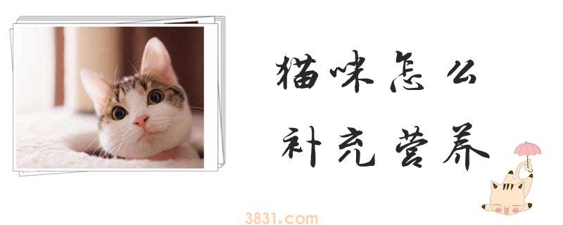 猫咪怎么补充营养(图1)