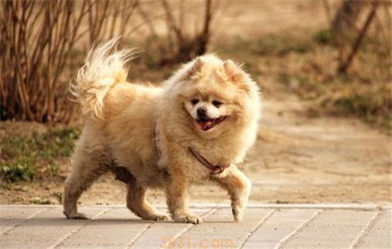 怎么鉴别博美纯不纯 纯种博美的五个特征你知道吗(图2)