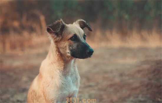狗狗智商高的表现 你家的狗狗智商高吗(图1)