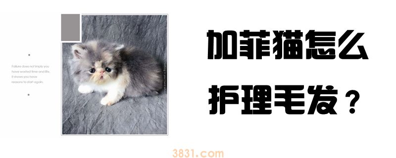 加菲猫怎么护理毛发(图1)