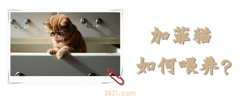 加菲猫如何喂养(图1)