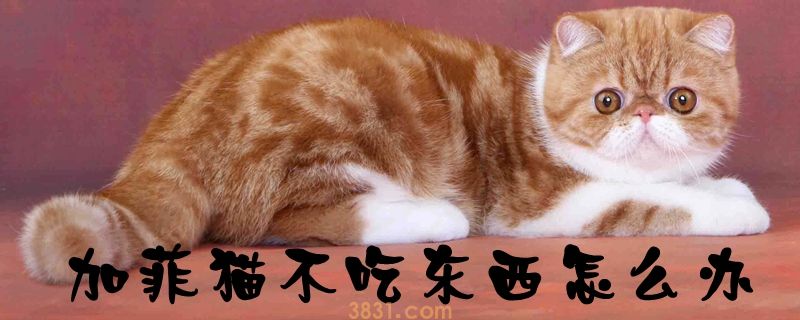 加菲猫不吃东西怎么办(图1)