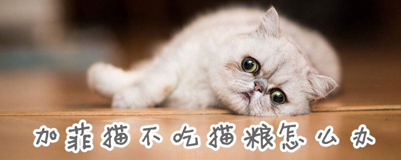 加菲猫不吃猫粮怎么办(图1)