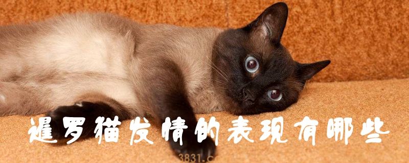 暹罗猫发情的表现有哪些(图1)