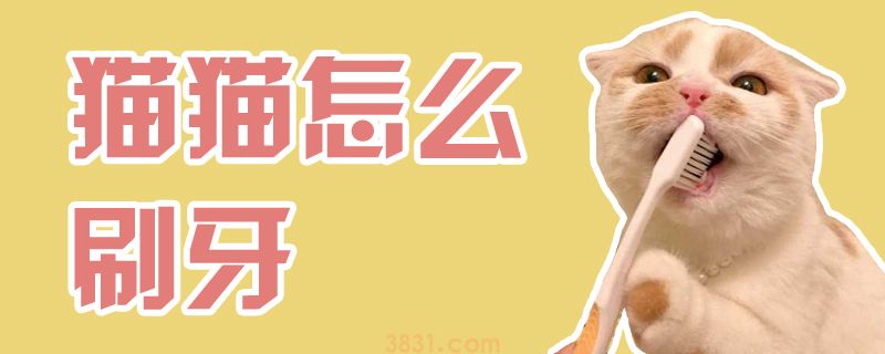 猫猫怎么刷牙(图1)
