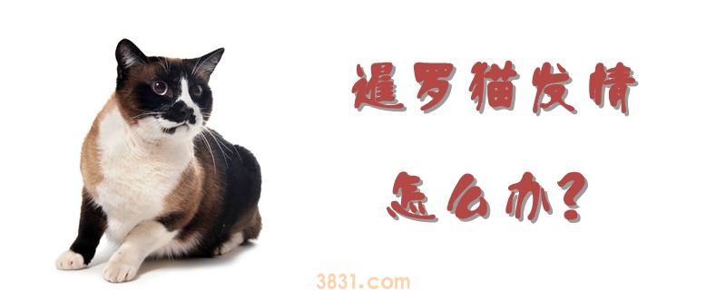 暹罗猫发情怎么办(图1)