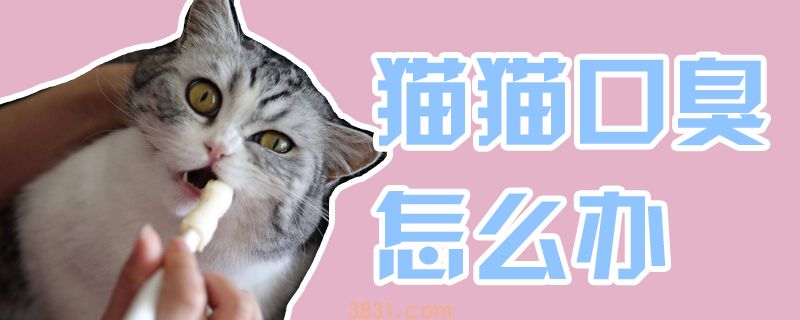 猫猫口臭怎么办(图1)