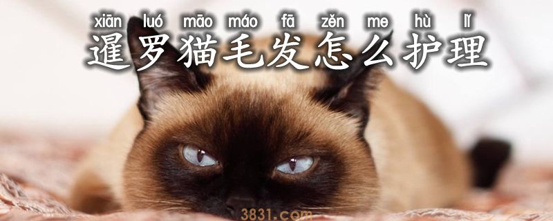 暹罗猫毛发怎么护理(图1)