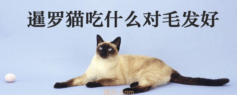 暹罗猫吃什么对毛发好(图1)