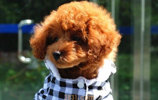 狗狗穿衣服的好处 可爱的小裙子、小衣服买起来吧(图1)