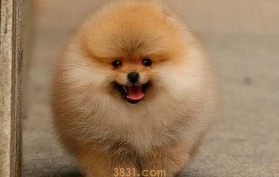 什么狗狗适合老人养 从这几点考虑选择最适合的狗狗(图1)