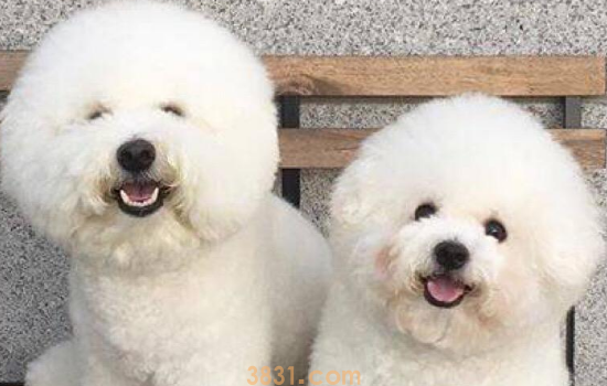 比熊怀孕的明显症状 要注意多观察狗狗(图1)