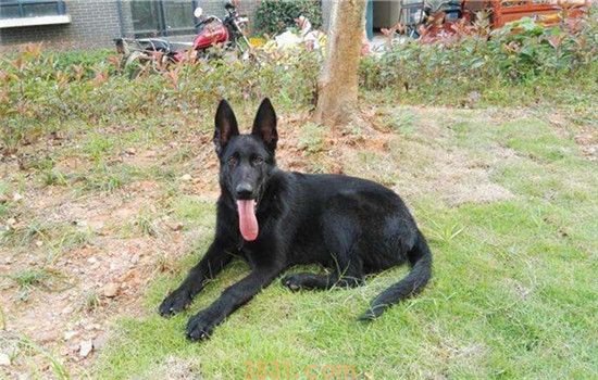 三种世界有名的军犬 第二种是我国自主培育的犬种(图1)
