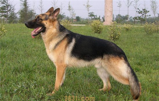 三种世界有名的军犬 第二种是我国自主培育的犬种(图2)